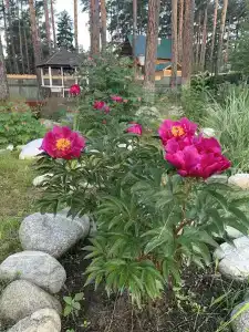Подснежник - 11