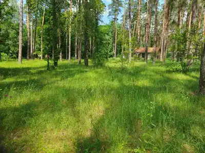 Зеленый луг - 14