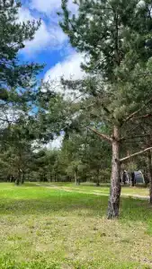 Грибная Находка - 2