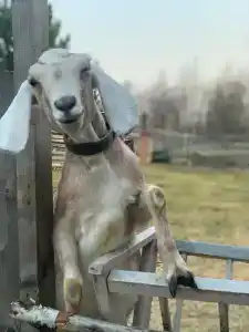 Козы да Березы - 3