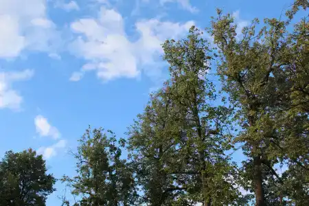 Ясенки - 85