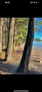 Леон 10 - 16