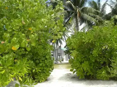 Vaali Beach Lodge Maldives - 19