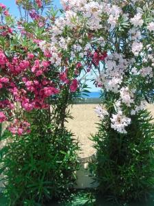 Nirvana Beach - 27