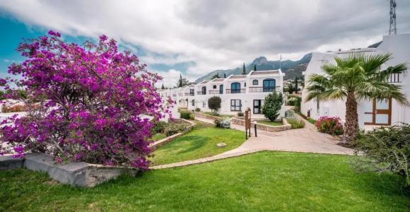 The Olive Tree - 0