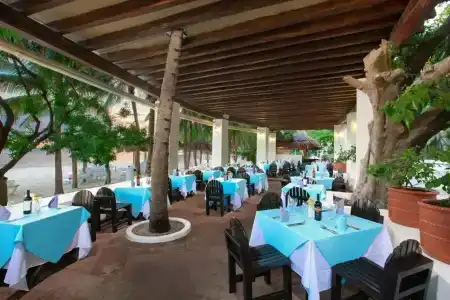 Oasis Palm - 15