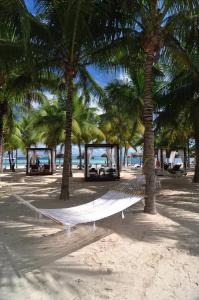 Oasis Palm - 26