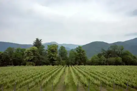 Lopota Lake Resort & Spa - 22