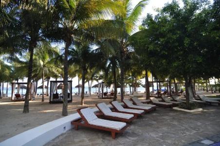 Oasis Palm - 27