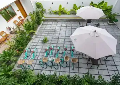 Olive Goidhoo - 8