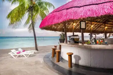 Oasis Palm - 16