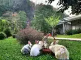 Двухместный номер Стандарт с видом на горы