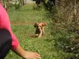Run of House