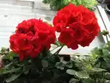 Номер Стандарт