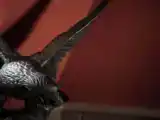 Двухместный люкс