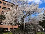 Одноместный номер Эконом