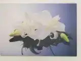 Полулюкс