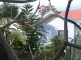 Бунгало с видом на сад