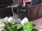 Номер Стандарт