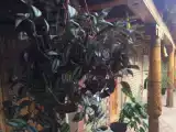 Run of House