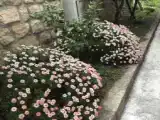 Двухместный люкс Комфорт с видом на сад