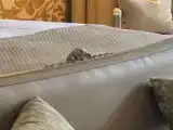 Номер Стандарт