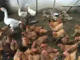 Двухместный номер Стандарт