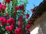 Run of House