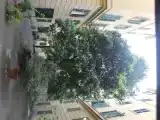 Run of House