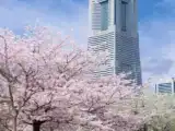 Двухместный номер Superior