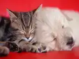 Номер Superior