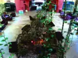 Run of House