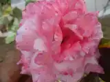 Бунгало Superior