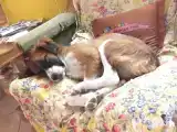 Двухместный номер Комфорт с красивым видом из окна