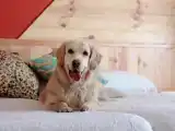 Двухместный номер Стандарт Мансарда