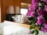 Люкс