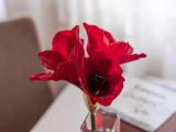 Одноместные апартаменты Дуплекс