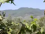 Номер Стандарт с видом на сад