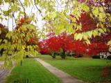 Fall Colors, Lexington
