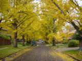Gingko Trees in Fall Color, Catalpa Road, Lexington KY