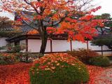 二条城 Dropped Autumn Leaves at Nijō-jō ② 二条城 Dropped Autumn Leaves at Nijō-jō ②