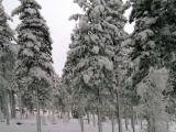 Forest Near Santa Park