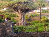 Drachenbaum auf Teneriffa Drachenbaum auf Teneriffa