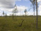 Реконьское болото Реконьское болото