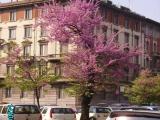 primavera a milano primavera a milano
