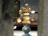 仁和寺　Ninna-ji Temple