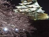 Osaka-jo Castle and The cherry blossoms are in full bloom. 