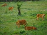 Только львицы / Only lionesses Только львицы / Only lionesses