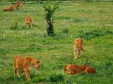 Lions sence a meat / Прайд почуял мясо Lions sence a meat / Прайд почуял мясо