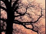 夕阳老树(颐和园)setting sun and old tree 夕阳老树(颐和园)setting sun and old tree
